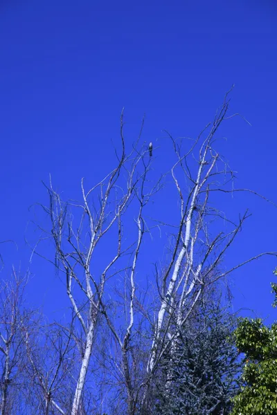 DSC_0706 (Large).JPG